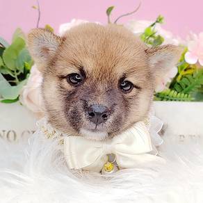 Shiba