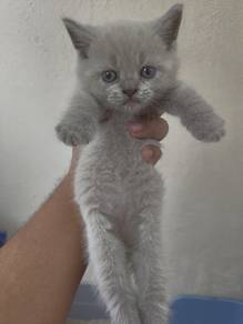 Pure BSH for rehome