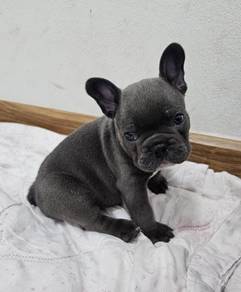 FRENCH BULLDOG PUPPIES FB297🌻Cute Puppy Available