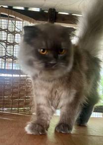 Kucing British Shorthair BSH 3 Male