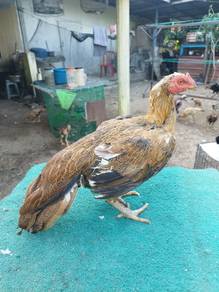 Induk Muda Ratu