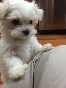 Pure Bichon Poochon White Fluffy Cotton Ball Puppy