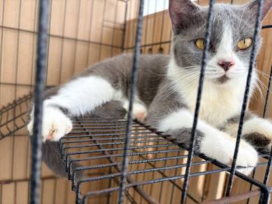BSH Bicolour Female