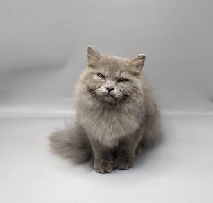 British Long Hair (BLH) MALE