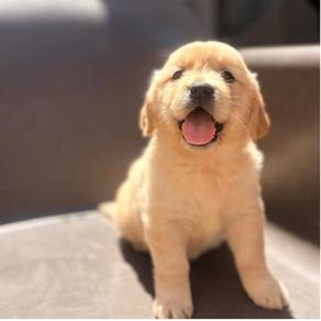 Golden Retriever i