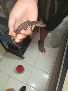 asian water monitor 