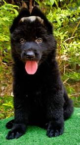 GERMAN SHEPHERD PUPPIES GSD194 🐻 Good structure
