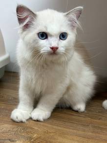 Ragdoll