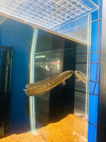 Ikan Channa RSP Kalimaya Red Spot_06