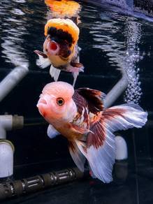 Tri Colour Oranda