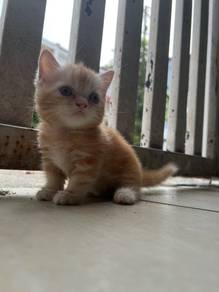Muchkin Cat Standard and Non-Standard