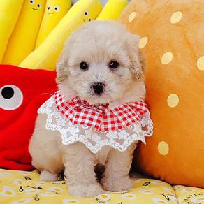 Poodle