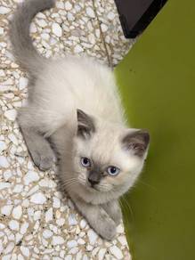 Kucing Siamese x BSH