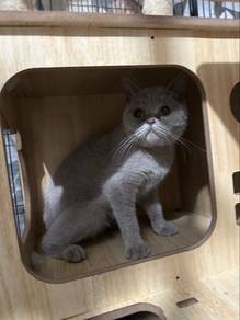 BSH Lilac