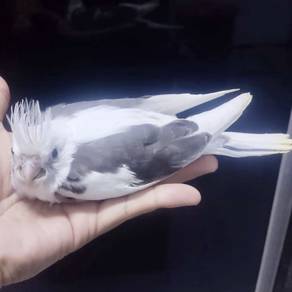 Cockatiel Whiteface Pied