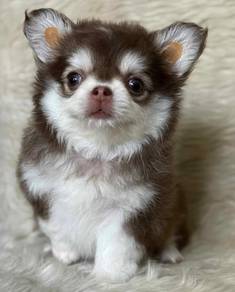 Chihuahua