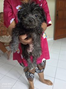 Shitzhu mix puppy for adoption 