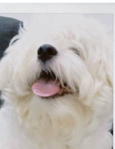 Maltese Mix Puppy for Sale