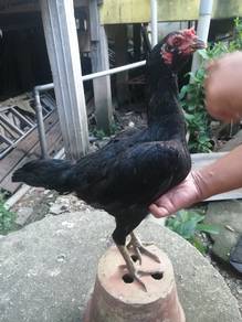 ayam baik