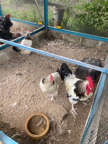 Anak ayam Light Sussex