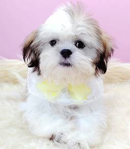 Shih Tzu