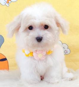 Maltipoo