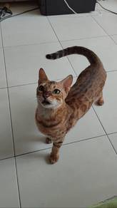 Bengal Cat to Rehome
