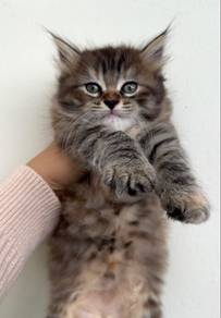 Anak kucing parsi