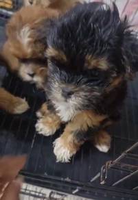 Shih tzu
