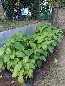Anak Pokok Ketum Ayam