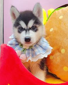 Husky