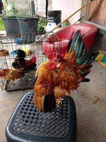 Ayam Serama