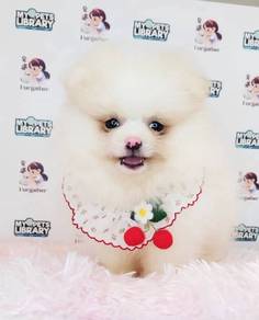 Pomeranian