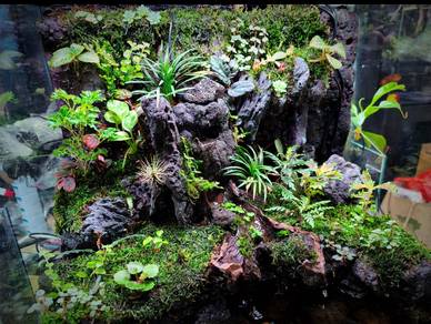 Paludarium Premium Set Lengkap Siap Susun