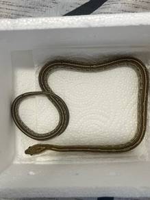 Caramel tessera Cornsnake