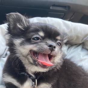 black and white Chihuahua ~2