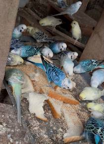 burung baji (borong sahaja)