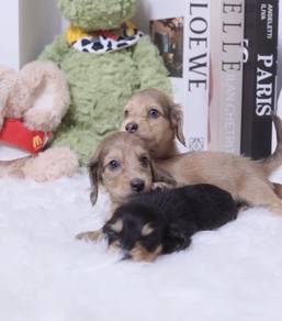 MINIATURE DACHSHUND Puppies VIP77 🐻 Male ~ Female