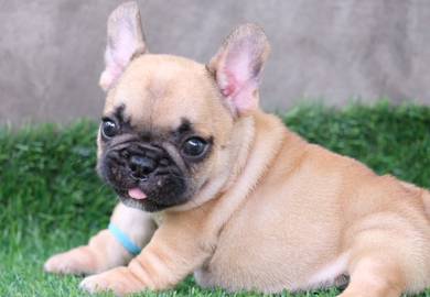FRENCH BULLDOG PUPPIES FB304🌻Cute Puppy Available
