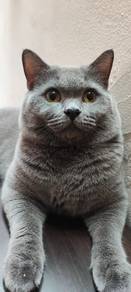 Kucing British Shorthair