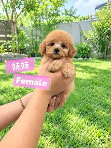 Tiny Poodle Female F1 ( most cheapest in JB)