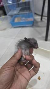 Syrian Hamster male long hair