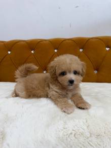 Maltipoo
