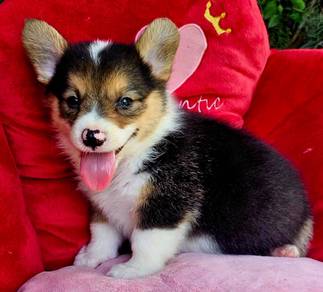 CORGI PUPPIES C204 🌻 Tri Color Male