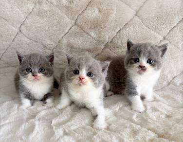 British shorthair