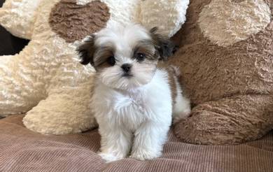Pure breed Shih tzu 