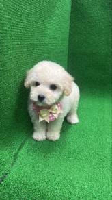 Female Tiny Poodle Puppy F-1 white color