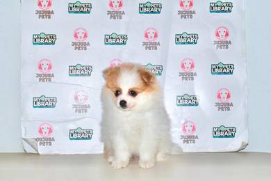 A35 Cute Pomeranian Puppy