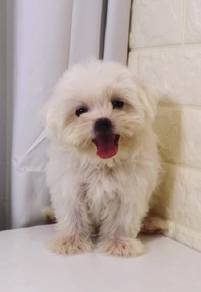 J0530 Maltese White Soft Coat Baby Puppy