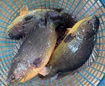 ikan puyu